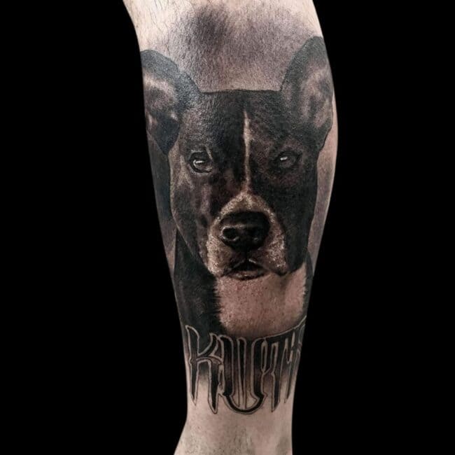Jake Jones Tattoo Artist Realism Pit Bull Dog Tattoo