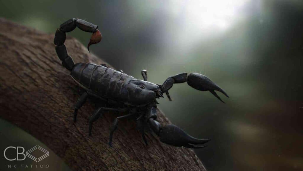 Photo of Black Scorpion on the Branch Deadly and Bold Scorpion Tattoo Designs for the Fearless Blog Cover Image